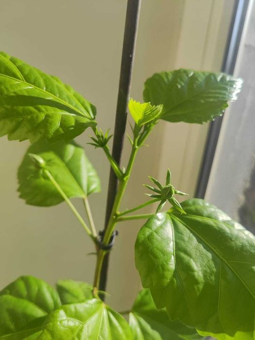 Гибискус (китайская роза)