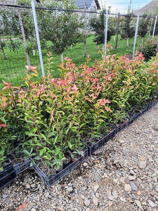 Photinia red robin 40cm /70 cm