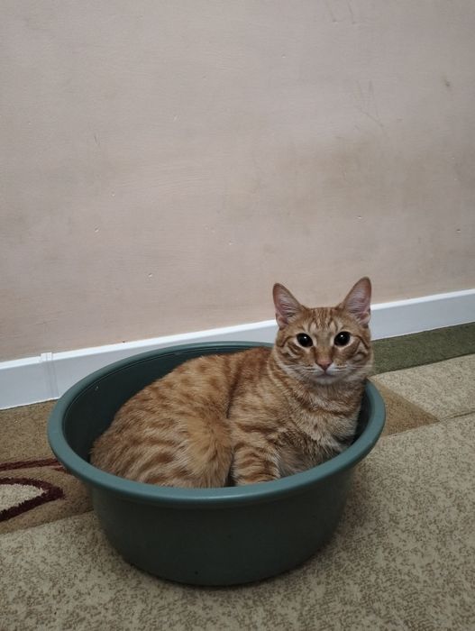 Отдаем котика в хорошие руки