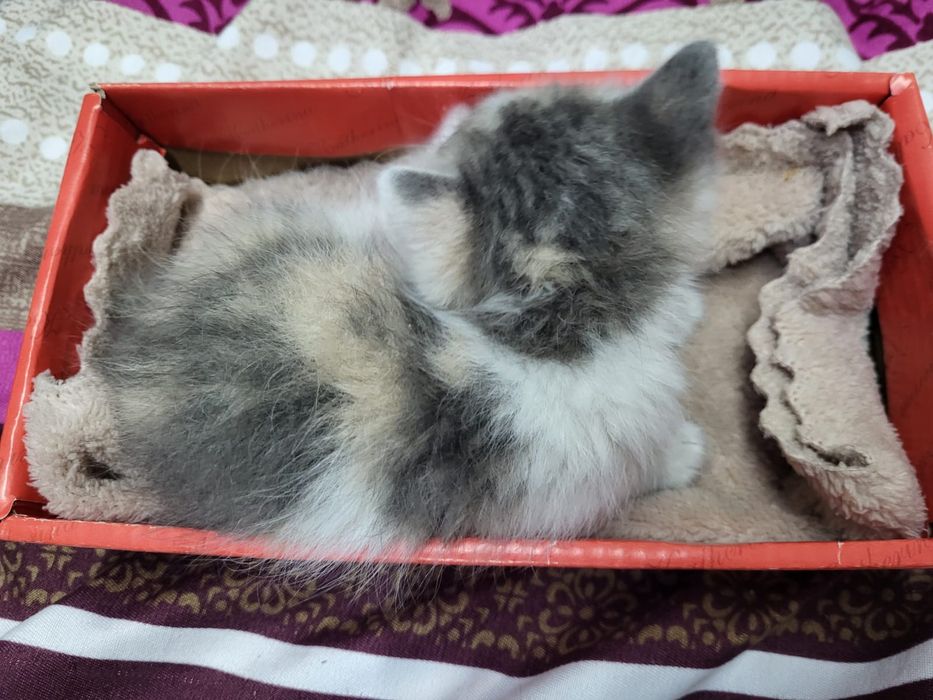 Кошечка девочка в добрые руки