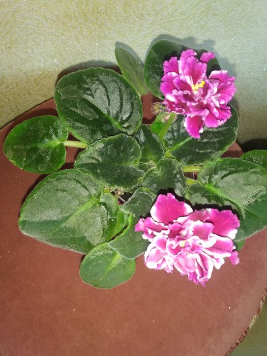 Живые цветы, фиалки