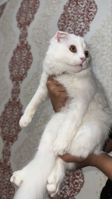 Шотландская вислоухая белая длиннашерстная