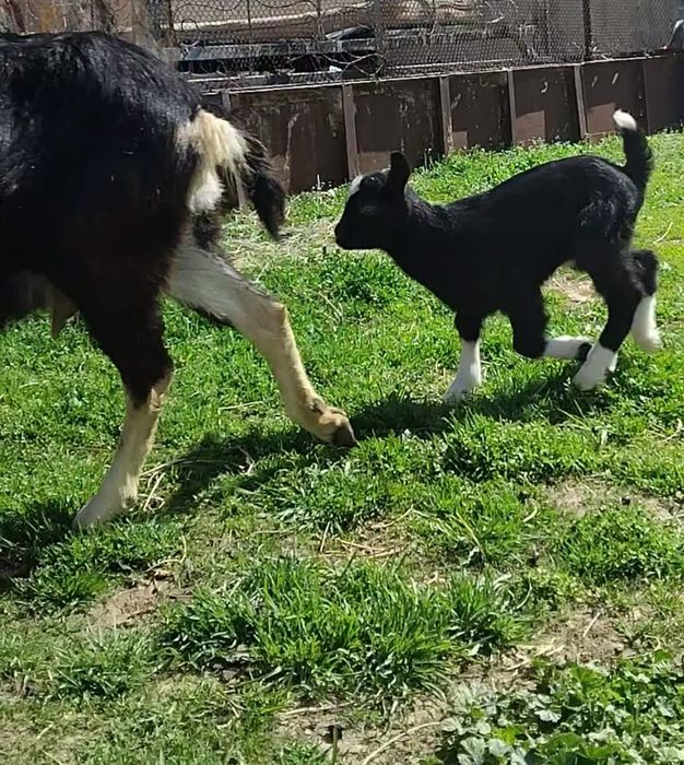 Альпийский сангу ешкі сатылады