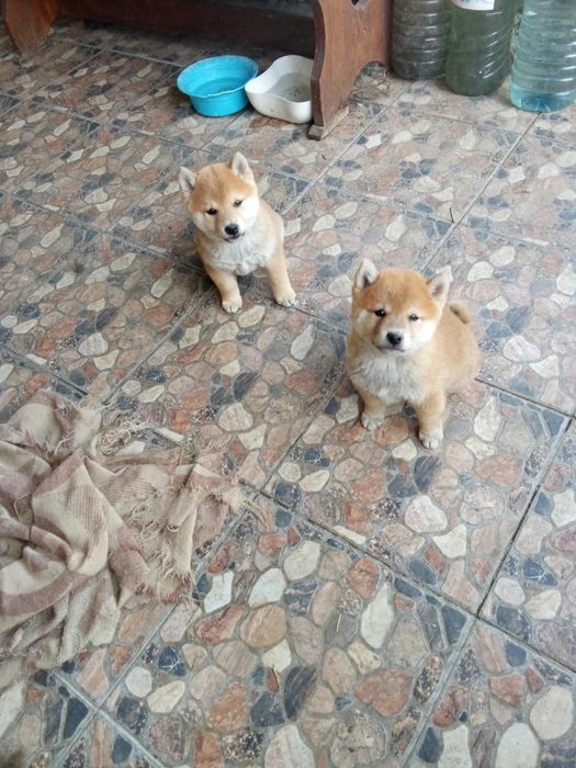 Pui shiba inu varsta 9 saptamani