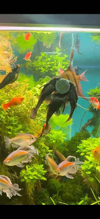 Сомики Анцитрусы