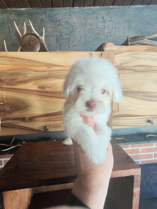 Bichon maltez mini băiat