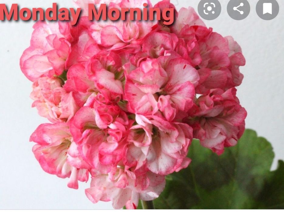 Продам герань