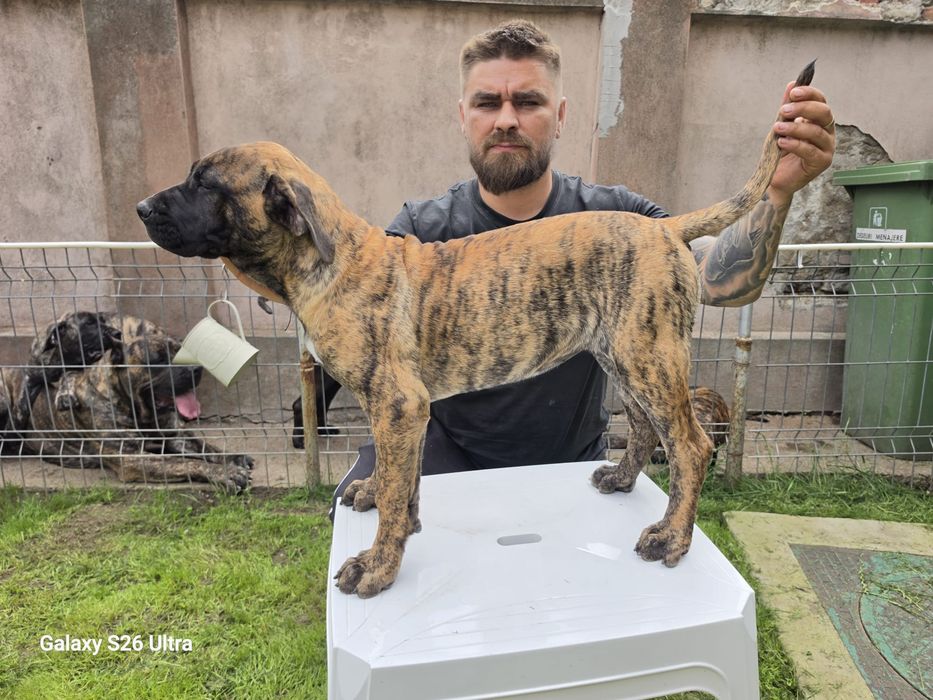 Vand femela Presa canario
