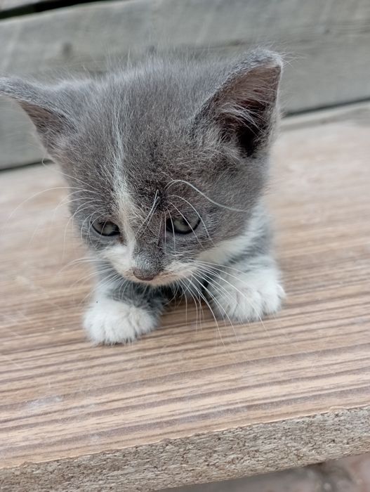 Продажа котят месячные