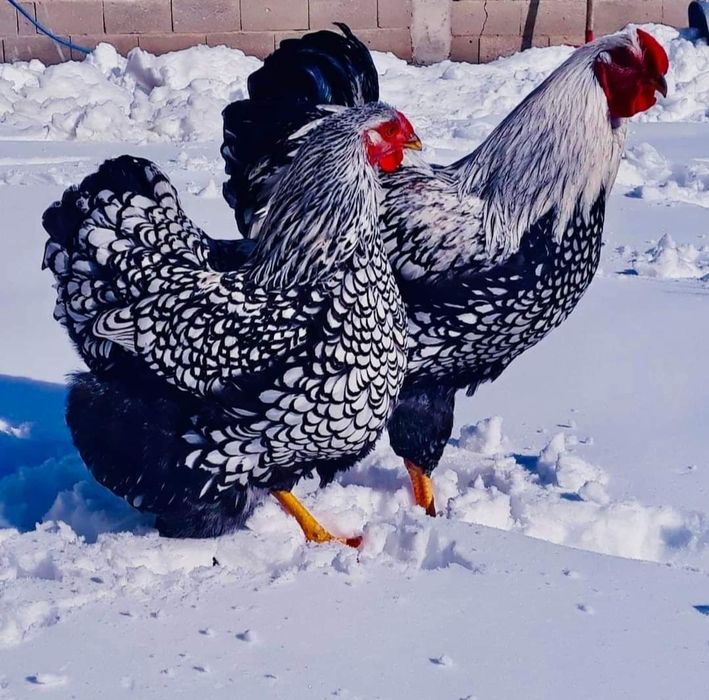 Виандот серебро,Гигант , Адлер