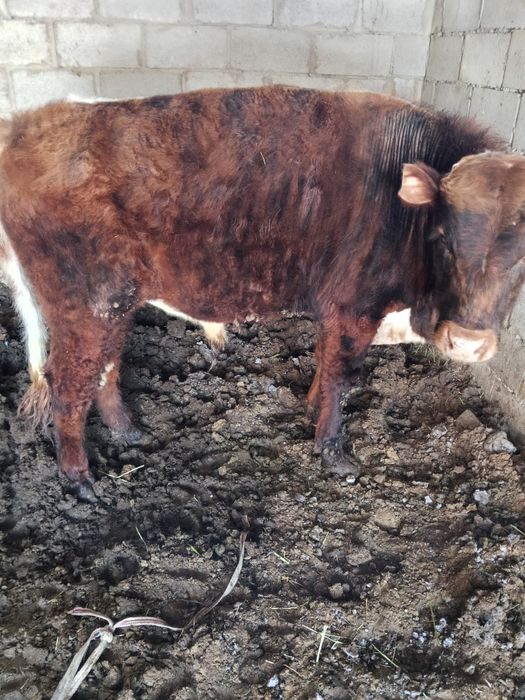Быки два к корму приучены