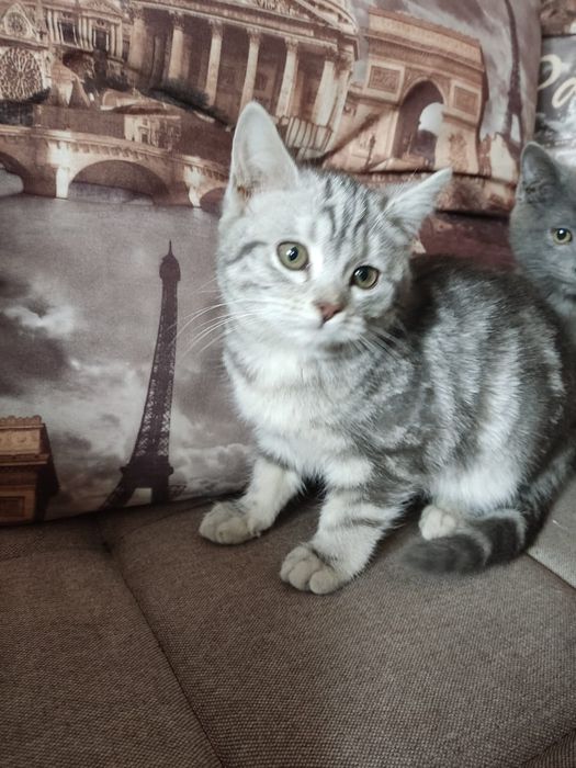 Котенок ищет семью и дом