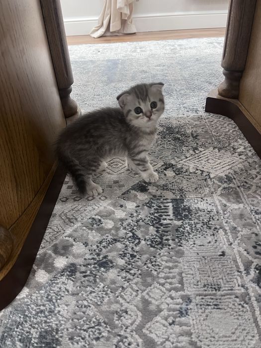 Милые котята девочки ищут себе любящий дом!