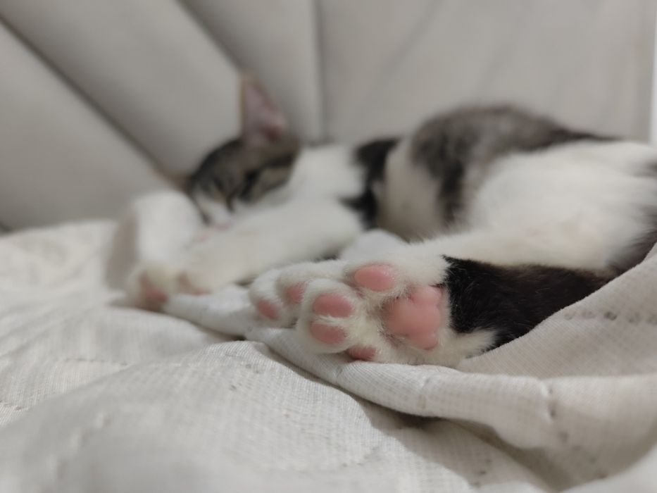 Отдам котенка в добрые руки