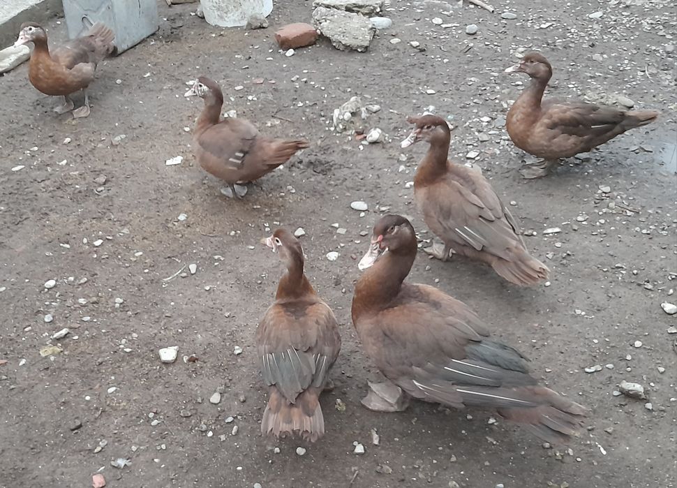 Ouă rațe leșești incubat (diferite culori )