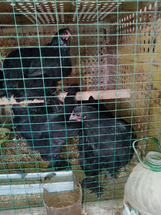 Brama jo'ja srochno sotiladi 7 oylik.