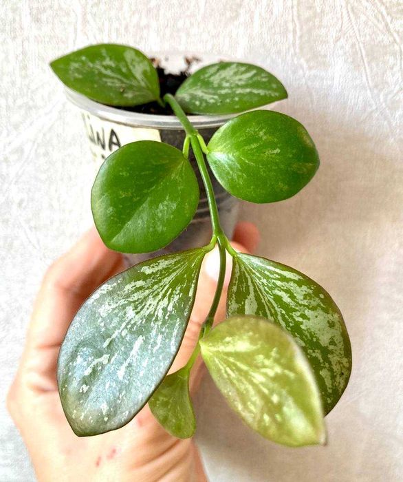 Сортовые хойи (обовата вар сплеш и др.) от 50 тысяч