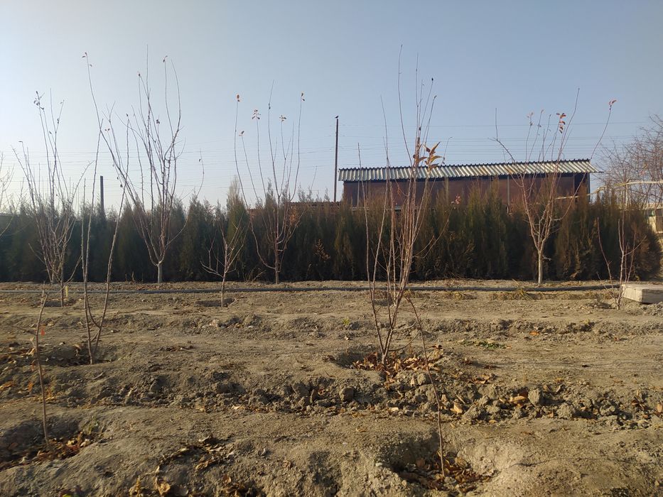 Продается Туя и Берёза