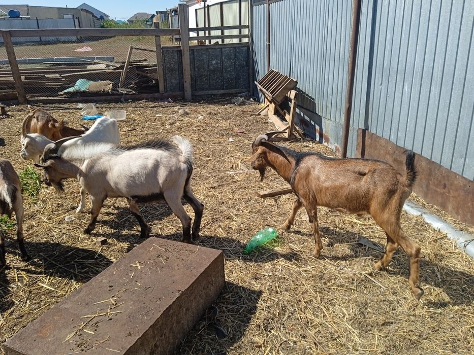 Сутти ешкилер сатам