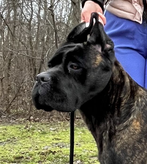 Cane Corso Pedigree FCI