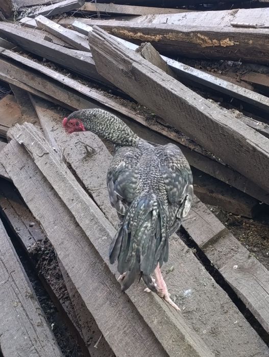 Дакан декабрьский продам