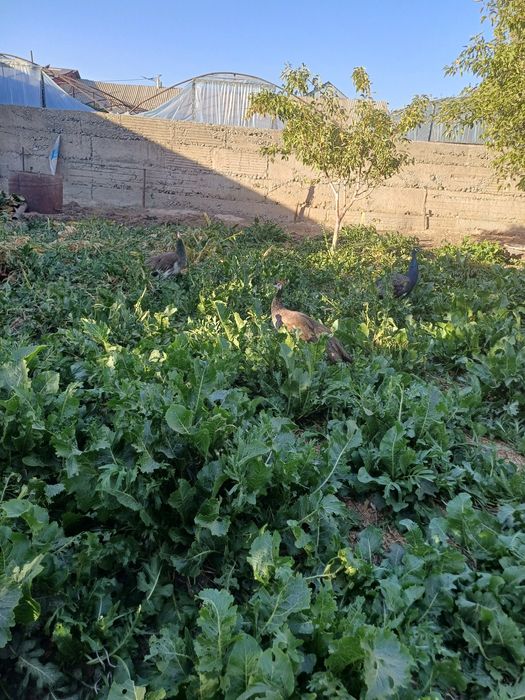 Павлин индийский