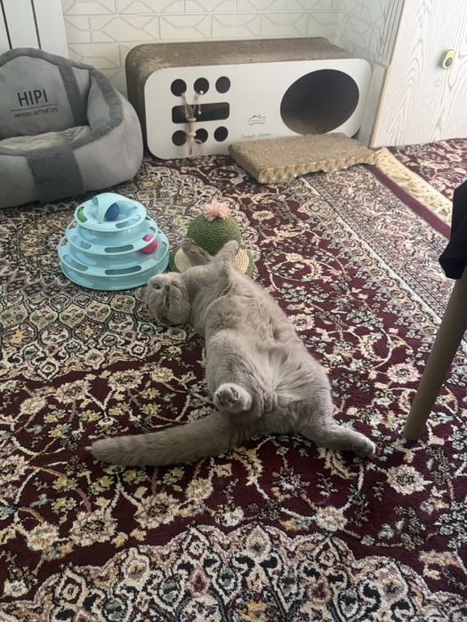 Кошечка очень умная, здоровая, паспорт есть