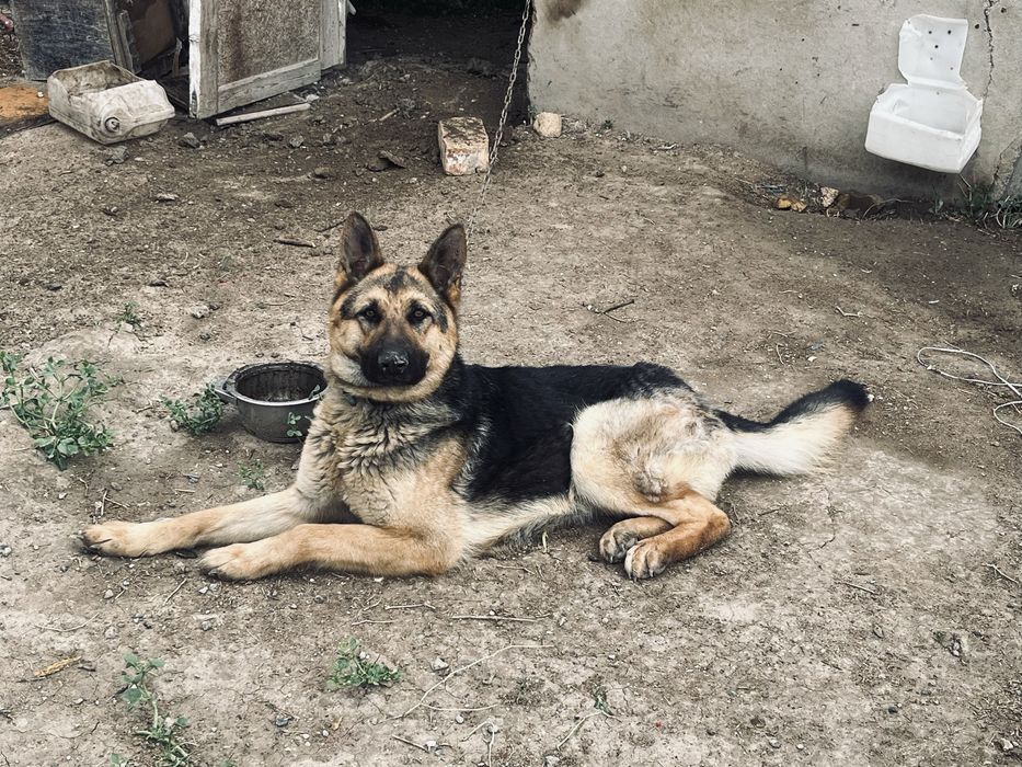 Немецкая овчарка