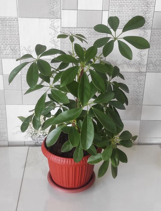 Продам комнатные цветы.