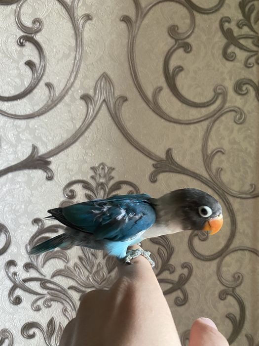 Ruchnoy papugay maska sotiladi