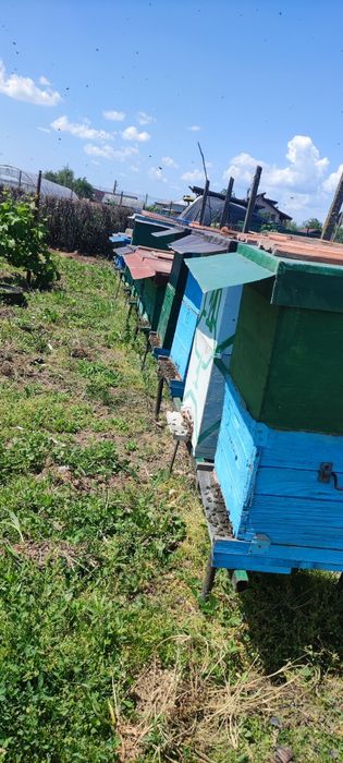 De vânzare familii albine puternice.