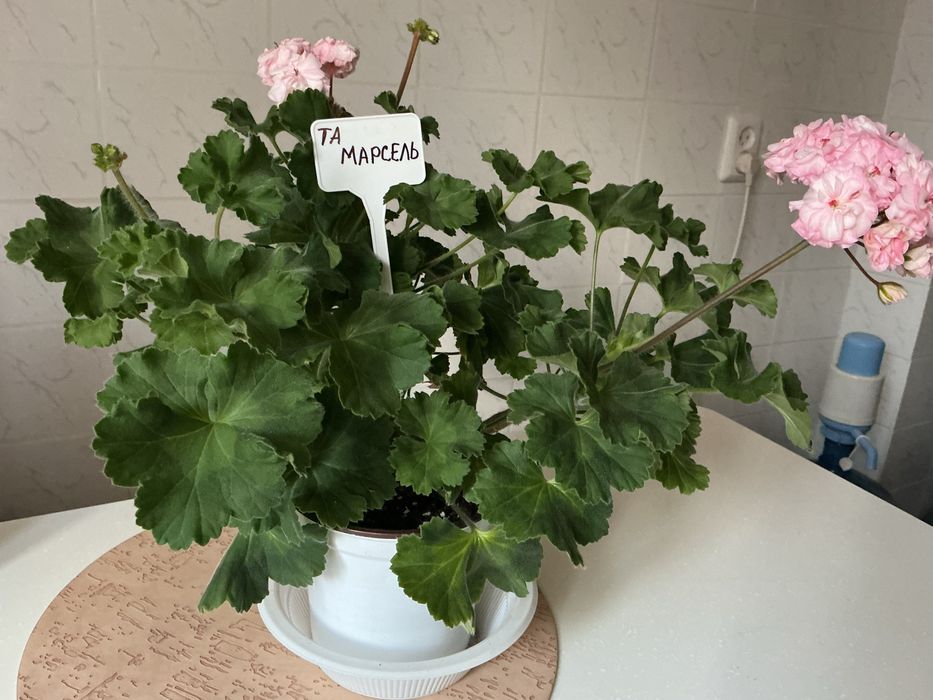 Пеларгония ТА Марсель