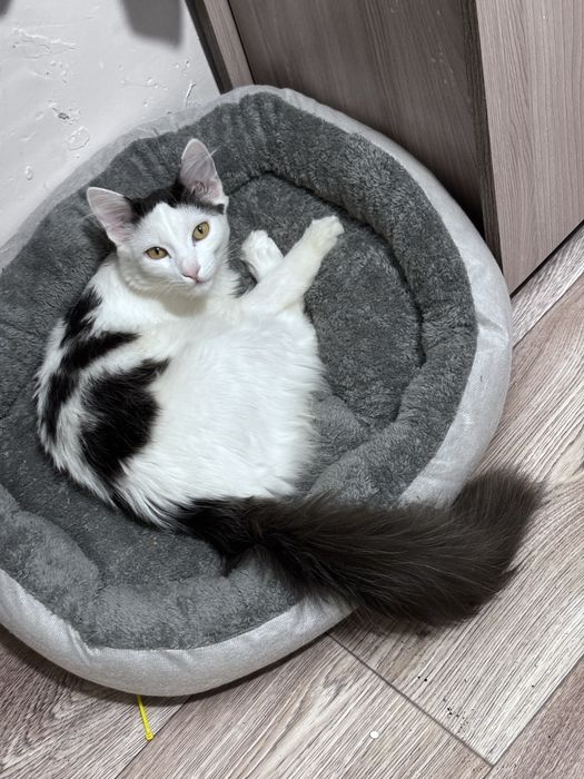 Отдадим домшнего кота