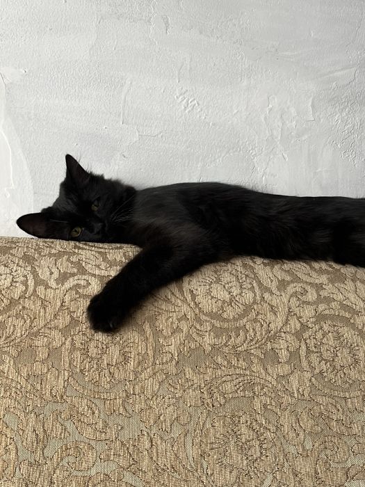 Отдам котика в добрые руки