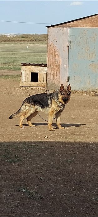 Продам немецкая овчарка кабель