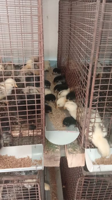 Брамы суточные, месячные