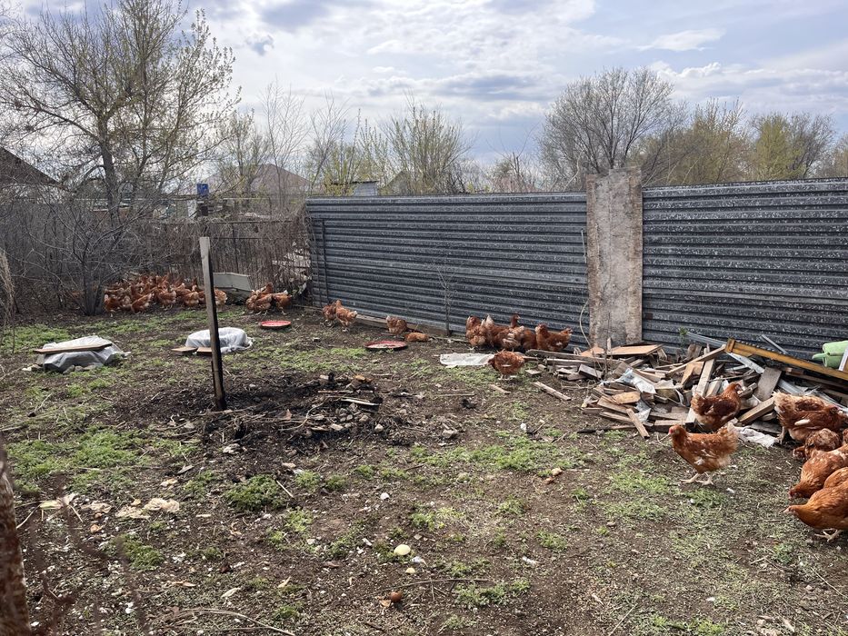 Продам курей ломан браун