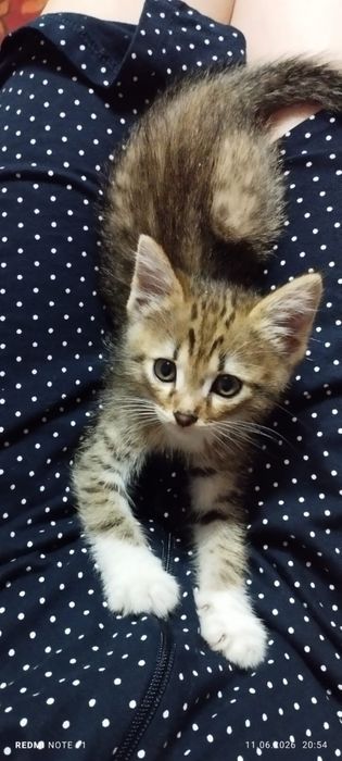 Отдам котят в добрые руки