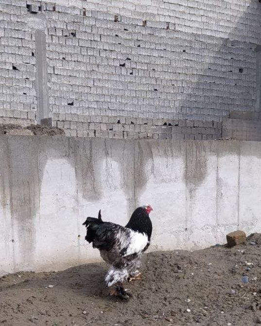 Брама хурозлар сотилади