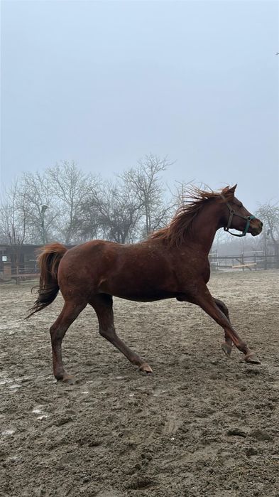 Armăsar Pur Sânge Arab pentru Andurantă Linie Mangalia Calificat CEI*