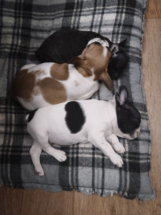 Щенки французского бульдога