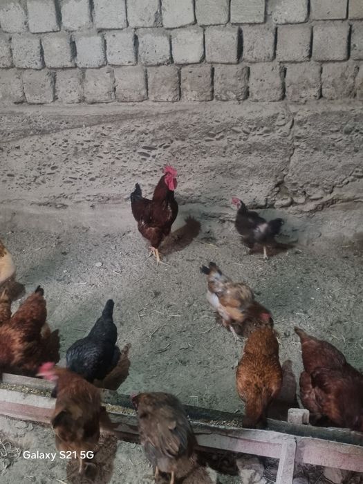 Xonaki tavuqlar va xurz sotiladi