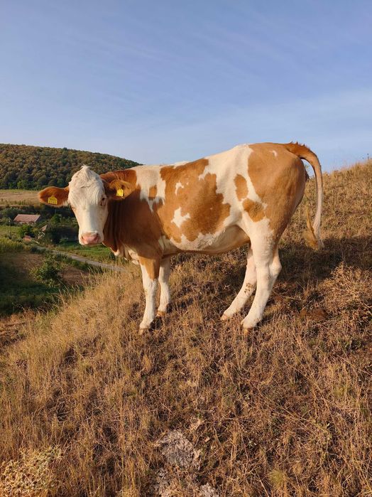 Jurincă de vaca gestanta