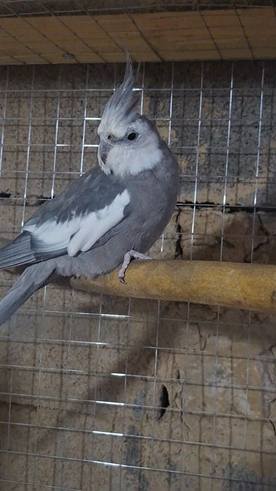 Продам карелу самца 2 года