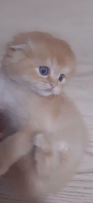 Временная скидка для страйтов