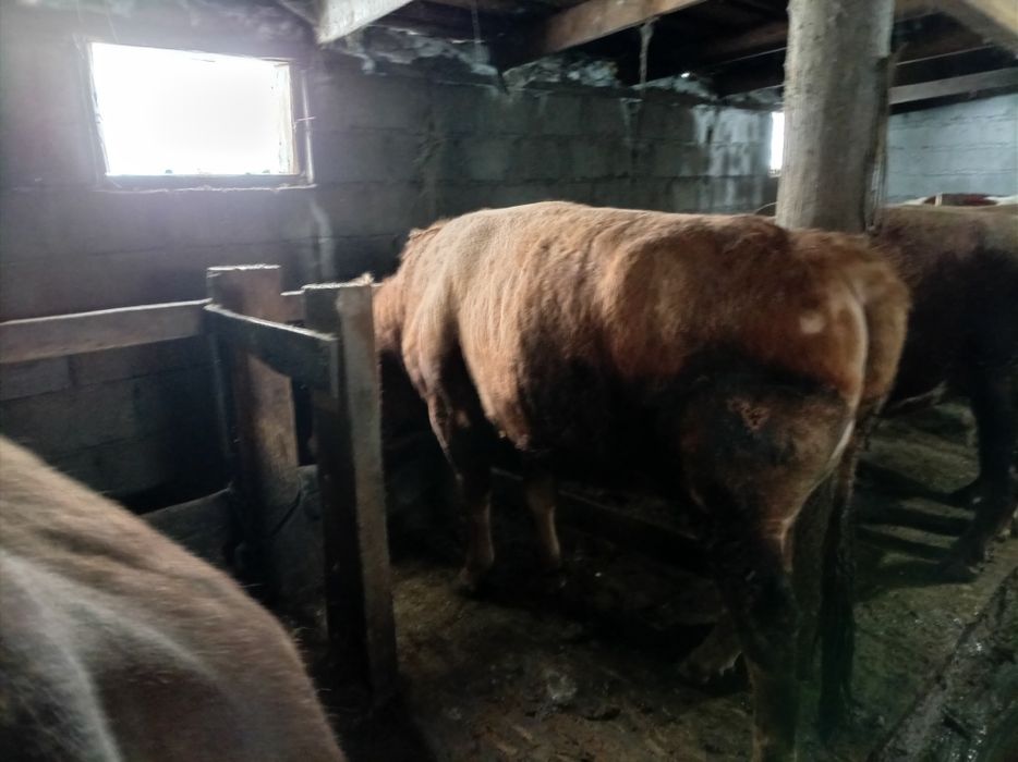 Продам бычки на откорме
