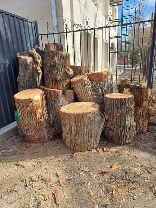 Қара ағаш кесінділері