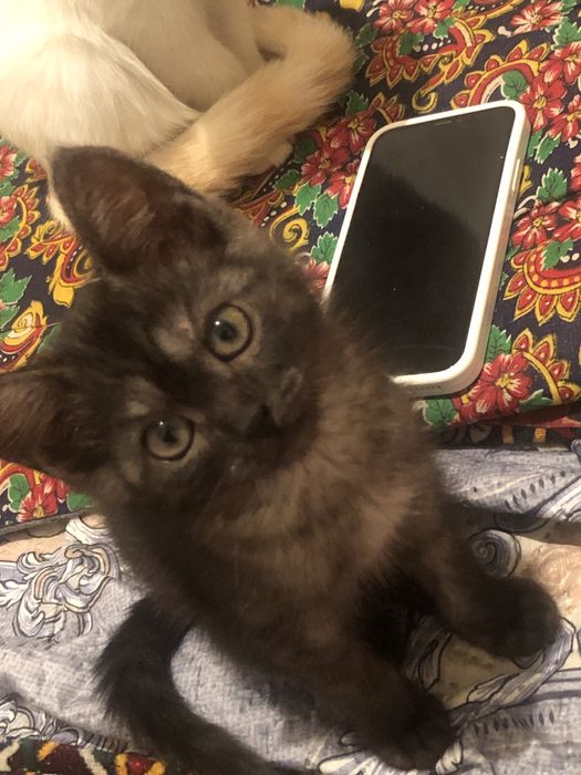 Отдам даром 2 котика на добрые руки