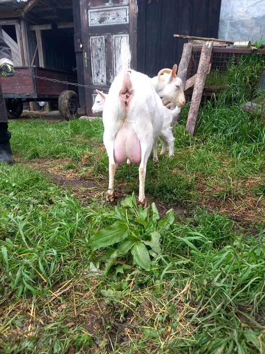 Vând lapte de capra