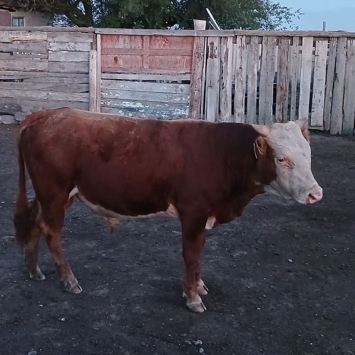 Бұқалар сатылады